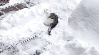 Cat Asks For Shovel Ride During Snow Removal