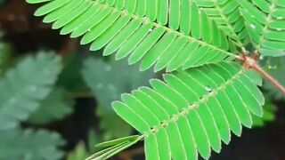 Plant 2