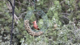 OISEAUX