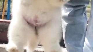 Chó gì tập tạ đây mn #dog #dogs #thucung#thucungvuinhon #viral