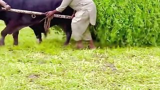 Beautiful bull