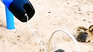 Snake and choza