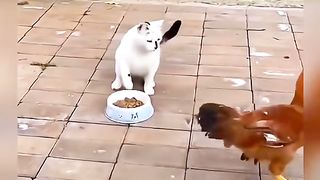 Don't eat. #cute #loveliness #adorable pet #cats