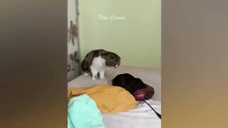Animaux les plus drôles 2023 ???? Meilleurs chats et chiens drôles ???????? 3