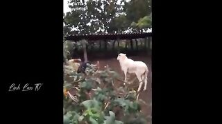 Funny TikTok compilation 4