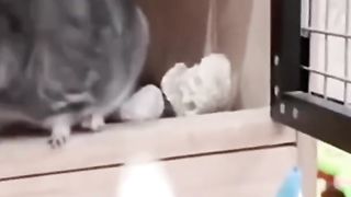 Best Funny Animal Videos Of The 2023 ???? - Funniest Cats And Dogs Videos ???????? 14