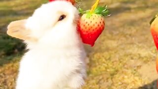 Ribbat beautiful  video clip