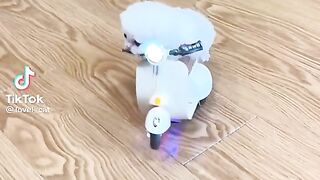 funny videos 7