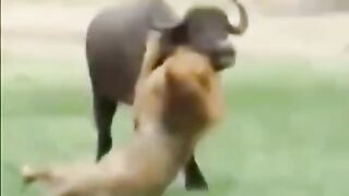 animal fighting _ top animal