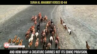 Videos 6