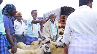 2_FULL_GOAT_MUTTON_GRAVY___Traditional_Mutton_Gravy_Recipe_Cooking_In_Village___Whole_Lamb_Recipe(360p).