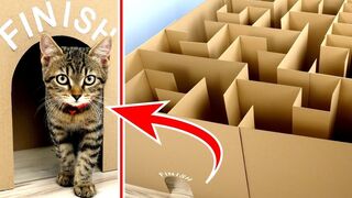 Gaint maze libyrinth for cat kittens.Can they Exit.