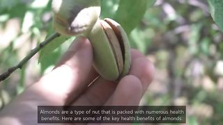 Almonds health benefits