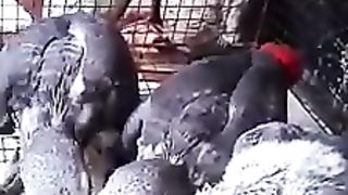 African grey parrot chicks for sale