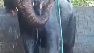 ELEPHANT BATHING