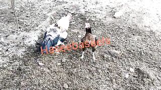 Mirathi aseel pair only for shoqeen log