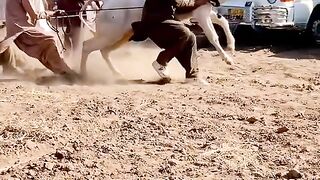 Bull race in pakistan#shortsvideo #bully #bully #viral video