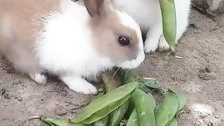 Rabbit beautiful baby???? subscribe my channel