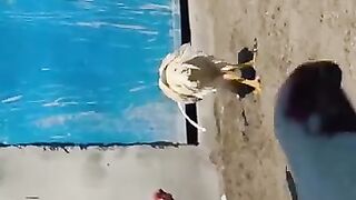 Ruman_Bhai_Birds❤️_#shorts_#youtubeshorts_#aseel_#viral_#viralvideo_#trending_#birds_#aseelmurga(360p).