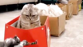 The bus cat