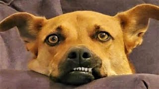 Chats drôles / chiens - Animaux drôles 282