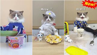 Funny TikToks that make my Monday better / Funny animals # 1