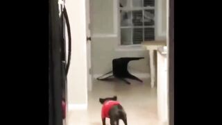Funny and Cute French Bulldog Puppies Compilation