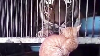 Chats drôles et courageux