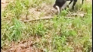 amazing animal _
