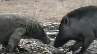 animal fighting _ top animal fighting (2022)
