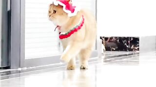 Funny cat and dog 3