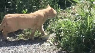 Cat attack