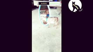 2M VIEWS || Animal's Funny Moments || COMPILATION