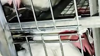 Chicken 3