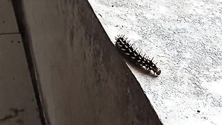 Caterpillar 2