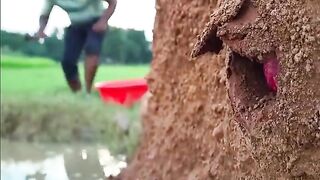 Fish Wow