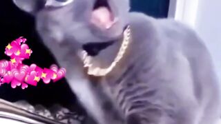 Funny Cats ???? 2