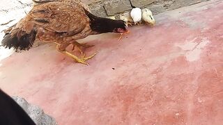 Aseel chicks 2