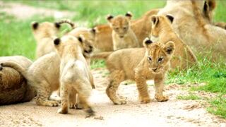 LIONS WITH L BABE'S CUBS' HERE TO TROUBLE