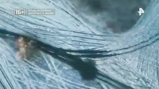 Когда на Украине закончатся танки?