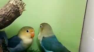 Beautiful love birds 2