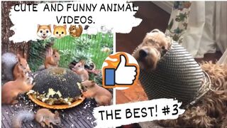 CUTE AND FUNNY ANIMAL VIDEOS. THE BEST! 3