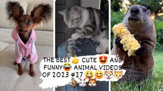 THE BEST- CUTE- AND FUNNY- ANIMAL VIDEOS OF 2023