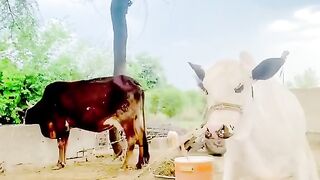 Beautiful Bull 2