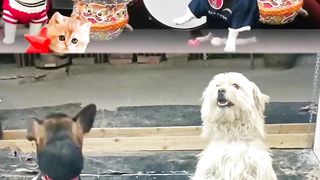 Funny video ???????????? 11
