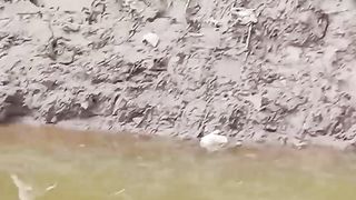 Duck /baby ducks/viral video /viral short