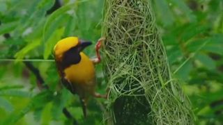 Subhanallah |Alhamdulillah #Allah #shortvideo