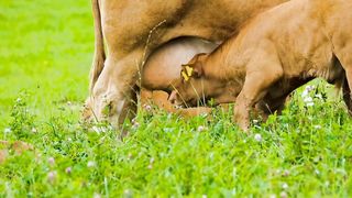 Cow / Beautiful cow