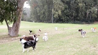 The Dog
