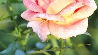 ✅Música Relaxante - Piano suave para relaxar, meditar, estudar e dormir bem #Shorts